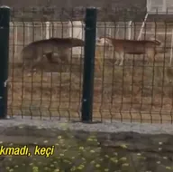 Cesareti kurban edilmekten kurtardı!