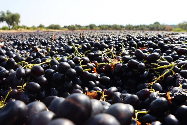 Muhakkak çekirdeğiyle tüketin! Bin derdin şifası üzüm çekirdeğinin faydaları
