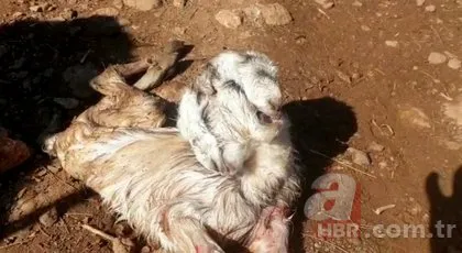Keçinin doğurduğu oğlak dehşete düşürdü! 4 gözü 3 kulağı...
