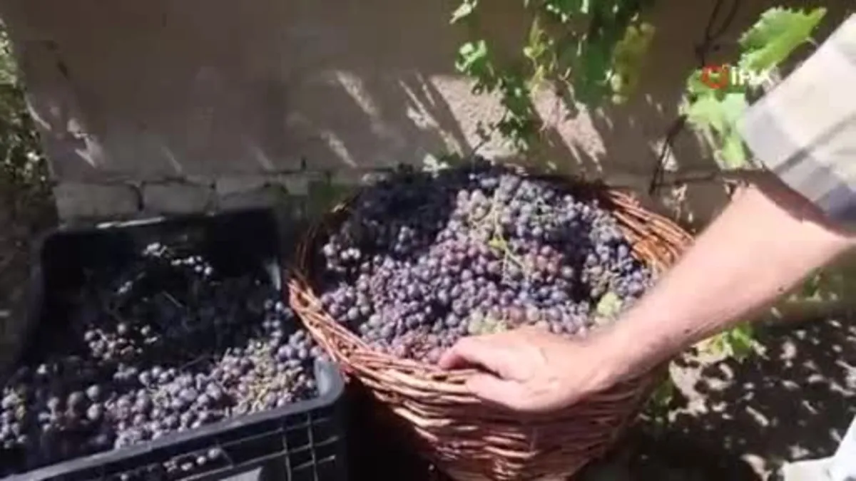 Üzümün asmadan pekmez yolculuğu kamerada