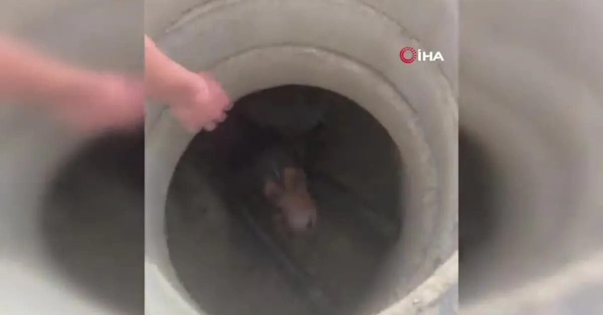 Rögara düşen köpeği böyle kurtardı! O anları anlattı