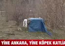 Yine Ankara yine köpek katliamı!