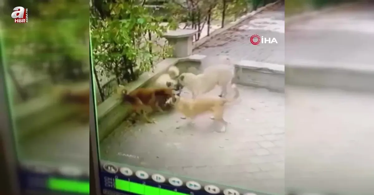 Ankara’da korkunç görüntüler! Köpek sürüsü kediye böyle saldırdı