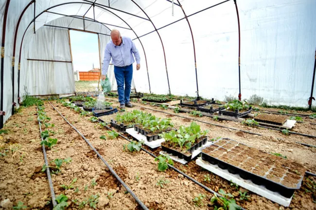 Konya'da salgında hobi amaçlı sera kuran mühendis, şimdi talebe yetişemiyor - 6