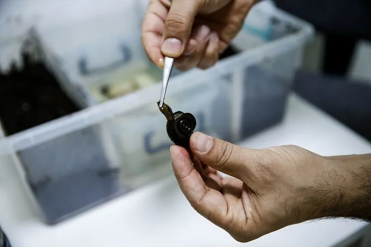 Sülüklerin nesli tükenme tehlikesiyle karşı karşıya! Uzmanlar uyardı…