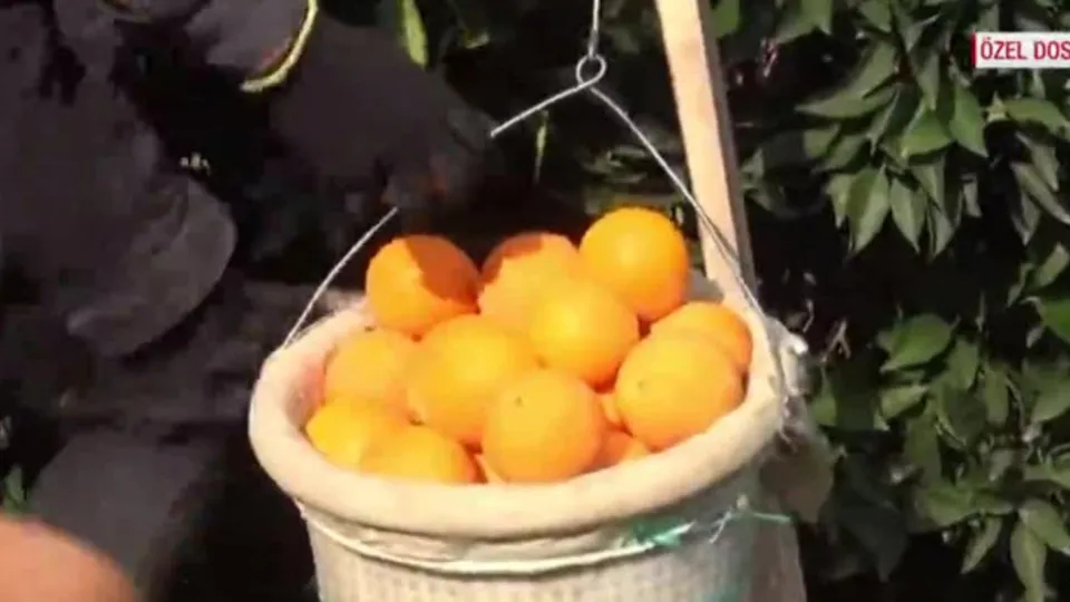 Tarladan tezgaha portakalda fiyat farkı