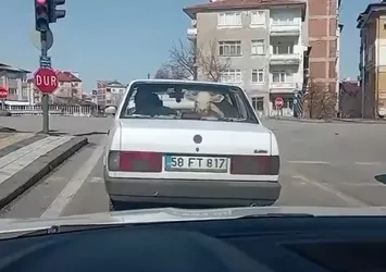 Trafikte gören şoke oldu! Otomobilde taşıdılar