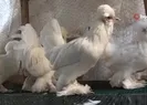 Bu tavuklar altın yumurtluyor