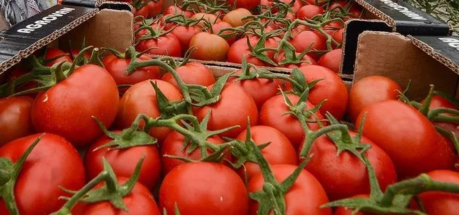 ’Dolaylı yoldan alınan domates Rusların cebini yakıyor’