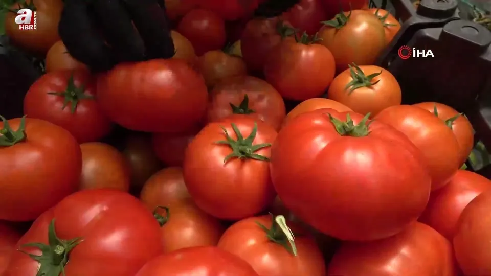 Amasya’da domates hasadı başladı