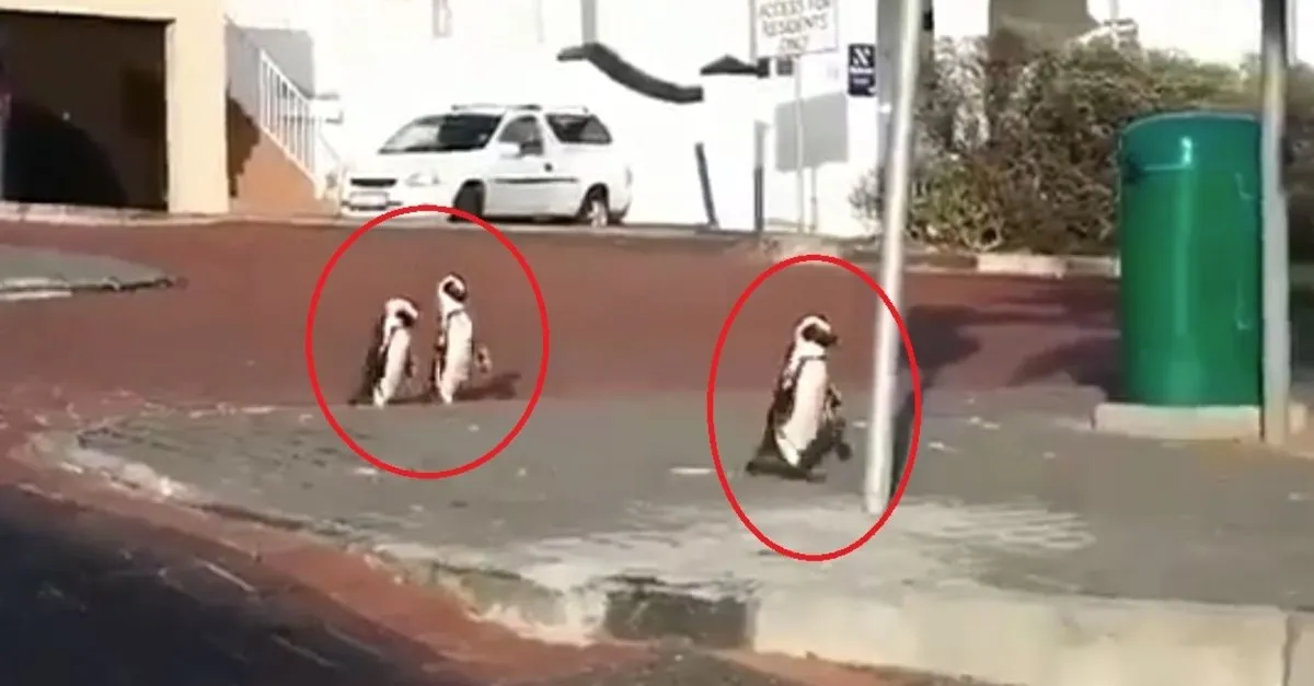 Koronavirüs nedeniyle boşalan sokaklarda penguenler geziyor |Video