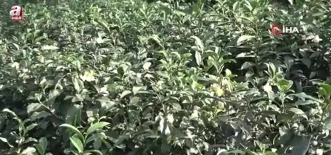 Çayın yeni ürünü ‘Çay çiçeği çayı' 6 bin TL'den satılıyor