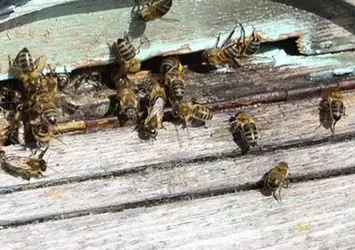 Arı faciası can aldı
