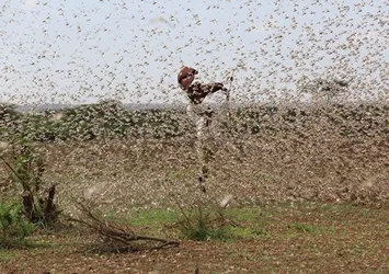Çiftçilerin korkulu rüyası tarım arazilerini istila etti!