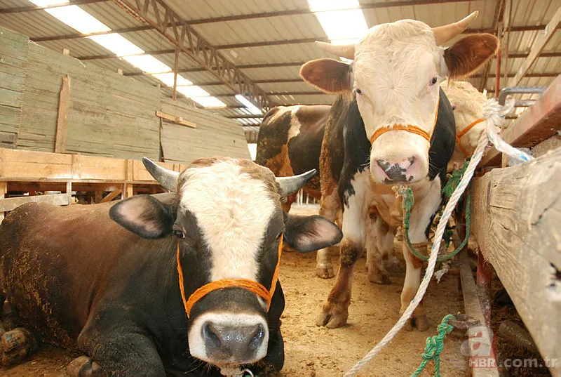 Kurban Bayramı tatili 2019 kaç gün olacak? Kurban Bayramı tatili ne zaman hangi günler? 9