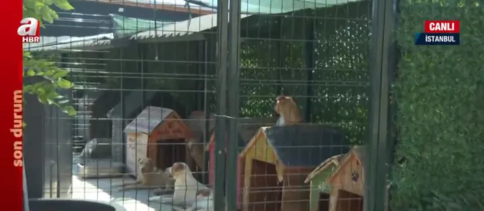 Karne hediyeleri sokakta! Aralarında tavşan bile var... Sahipsiz köpek sorunu nasıl çözülecek?