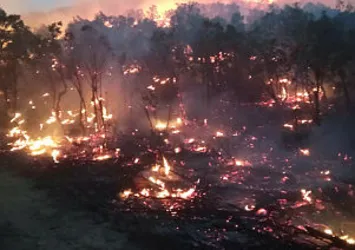 Siirt’te orman yangını! Birçok ilden destek istendi