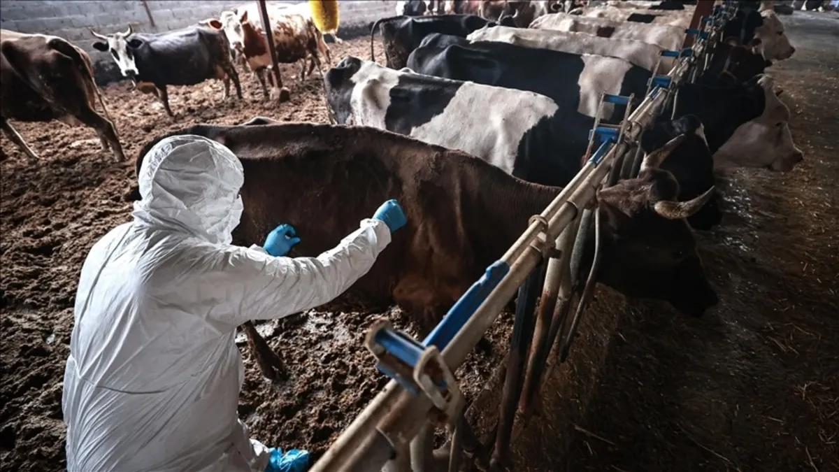 Sakarya'da 37 mahallede şap karantinası!