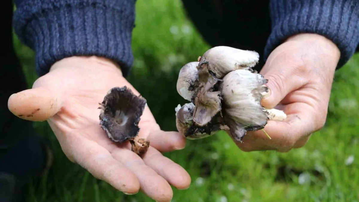 Uzmanlardan yabani mantar uyarısı