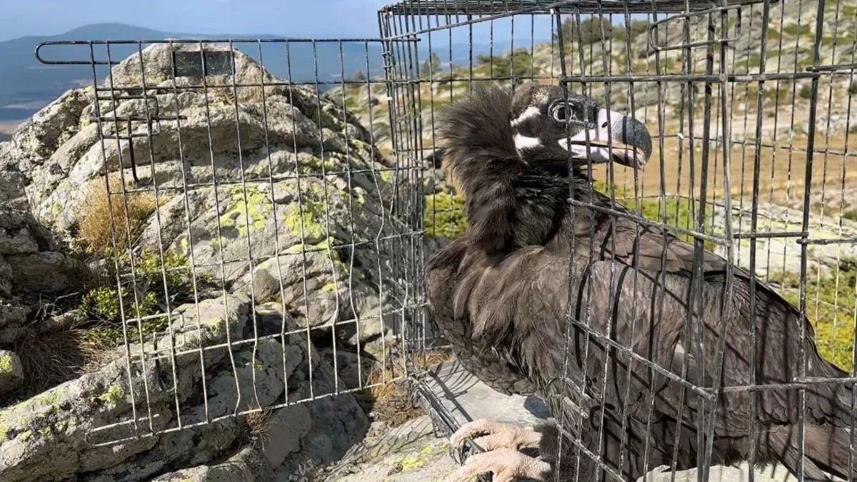 Ormanda hasta bulunmuştu! Kara akbaba 15 günlük tedavinin ardından doğaya salındı