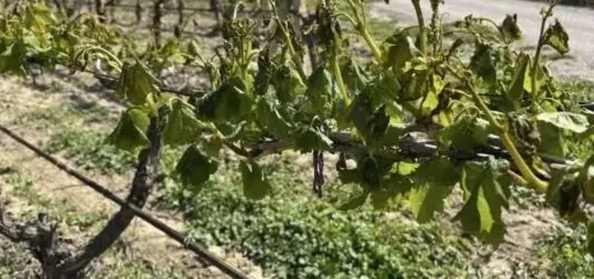 Manisa'nın 10 ilçesini don vurdu!