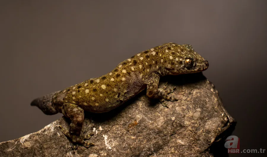 Mağaradaki gizli dünya: İlk kez uçan yılan türü görüldü 4