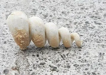 Bağcılar'da 10 milyon yıllık fosil bulundu uzman isim uyardı: Depreme karşı en zayıf bölge...