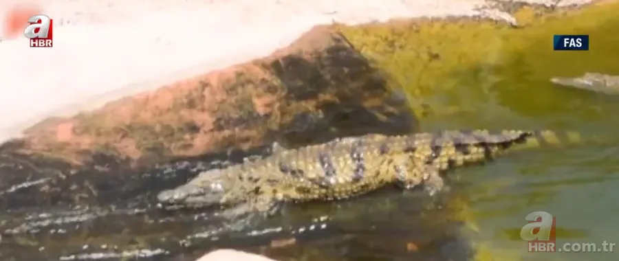 Futbolcular neye uğradıklarını şaşırdı! Futbol sahasını bastılar 20