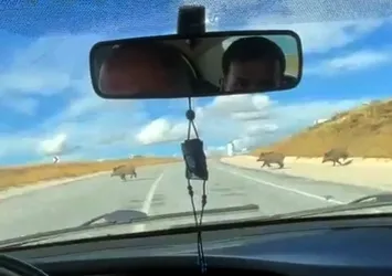 Taziyeye giderken aniden karşısına çıktılar! Hayrete düşürdü