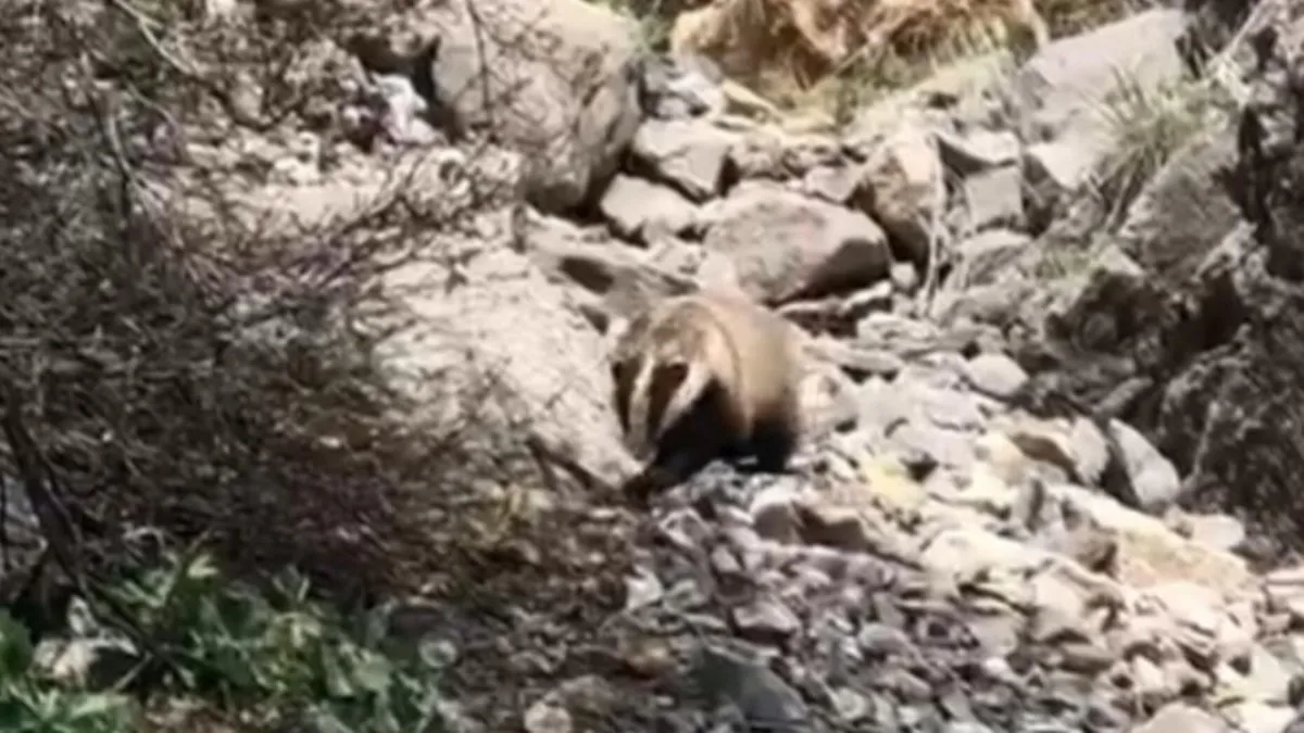 Batman'da nesli tükenme üzere olan porsuk görüntülendi