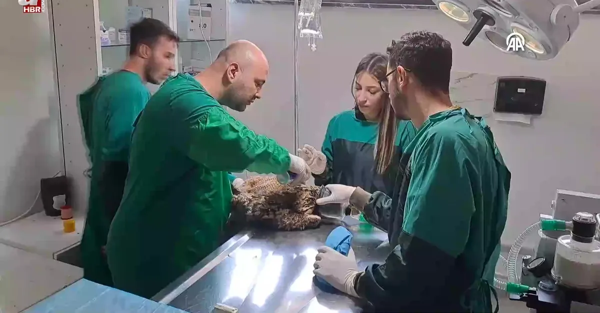 Sakarya'da kanadı ampute edilen puhu koruma altına alındı