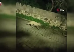 Bodrum'da kurt sürüsü kamerada