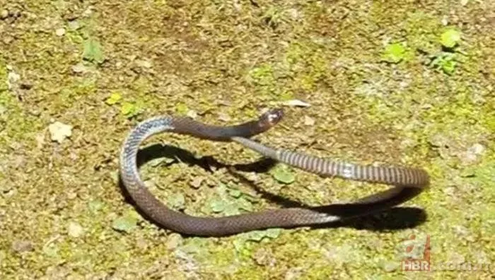 Bilim dünyasını şaşırtan buluş! ’Benzersiz’ denilerek duyuruldu: Takla atan yılan