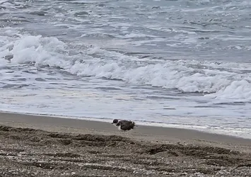 Hatay sahilinde görüntülendi! Nesli tükenme tehlikesi altında