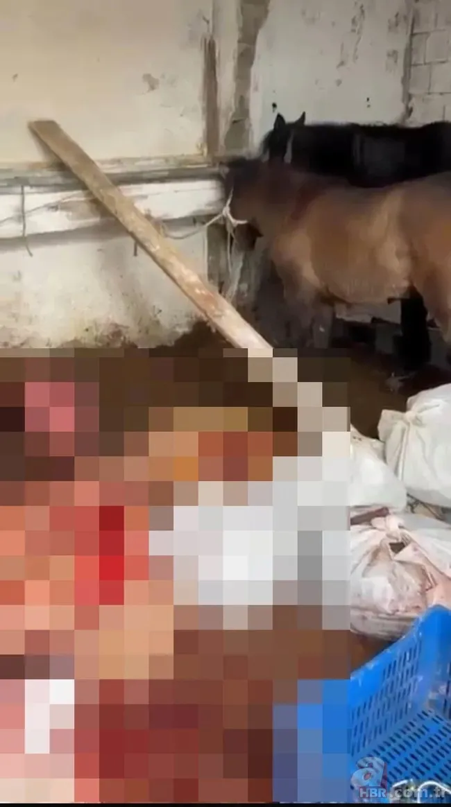 İstanbul’da pes dedirten gıda skandalı: Atları kesip satışa sundular 3