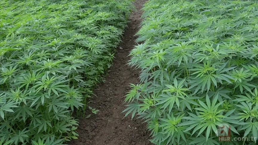 Tıbbi kenevir nedir, eczanelerde satılmaya başlandı mı? Sağlığa faydaları neler, hangi hastalıkların tedavisinde kullanılır? 4