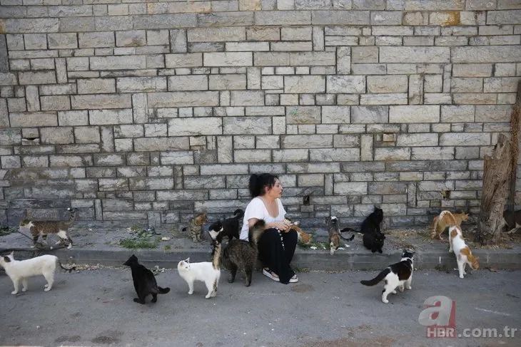 Koronayla bağlantılı yüzde 100 ölümle sonuçlanıyor! İstanbul’da yeni salgın: 700 kedi öldü