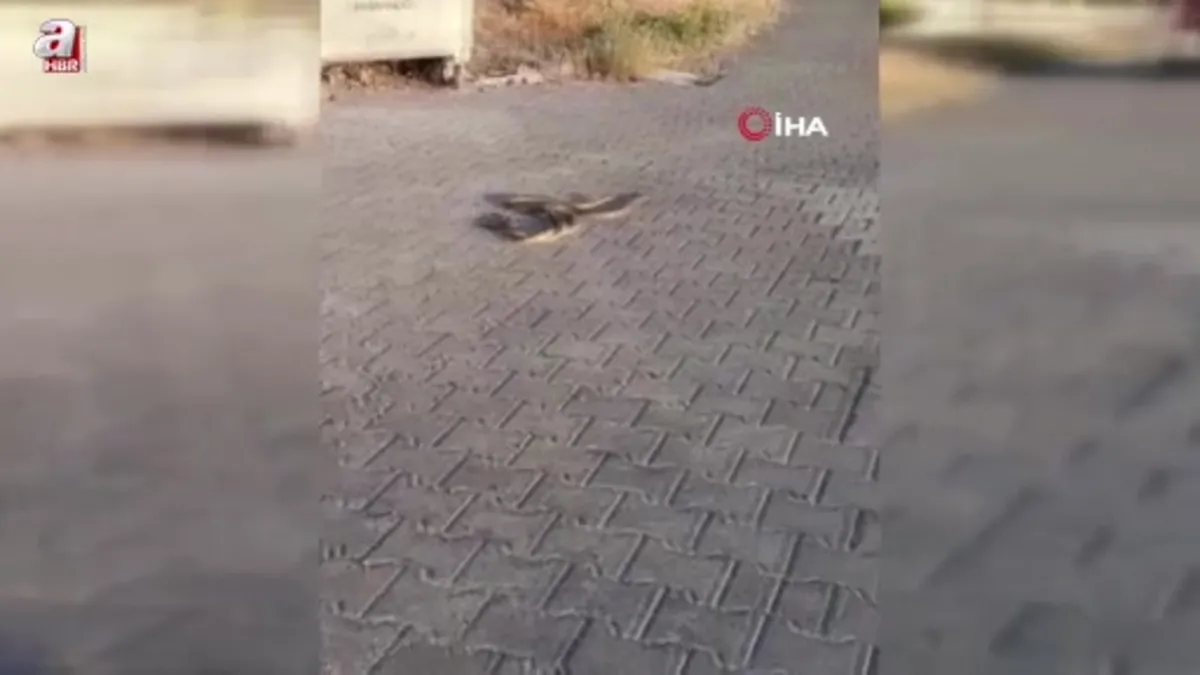 Ankara'nın Karşıyaka Mezarlığı'nda yılanlar gezerken görüntülendi