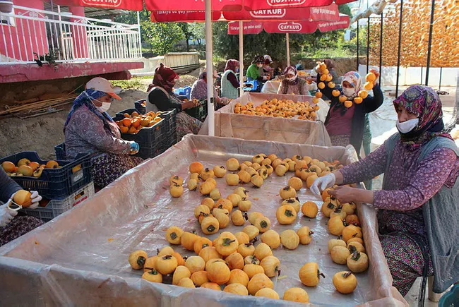 Manisalı Melek 40 kilo ile başladı şimdi yıllık 50 ton cennet elmasını kurutup satıyor - 6