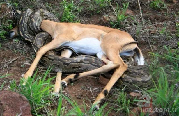 Görüntüler Türkiye'den! Ava giderken "avlandı" 24