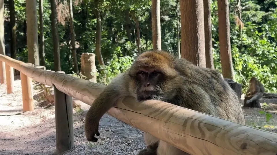 Fransa’daki Maymun Dağı ziyaretçilerine farklı bir deneyim sunuyor