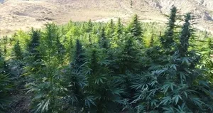 Evin çatısına kenevir ekti