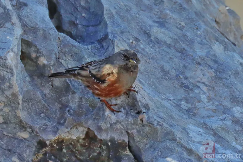 Son dakika: Türkiye'de ilk kez görüldü! Heyecanlandıran keşif! İşte yeni tür 4