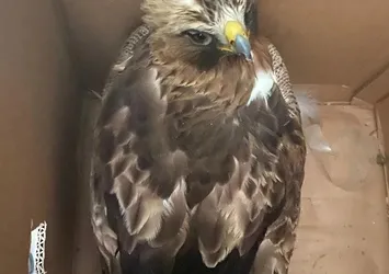 Aksaray'da yaralı kızıl şahin bulundu