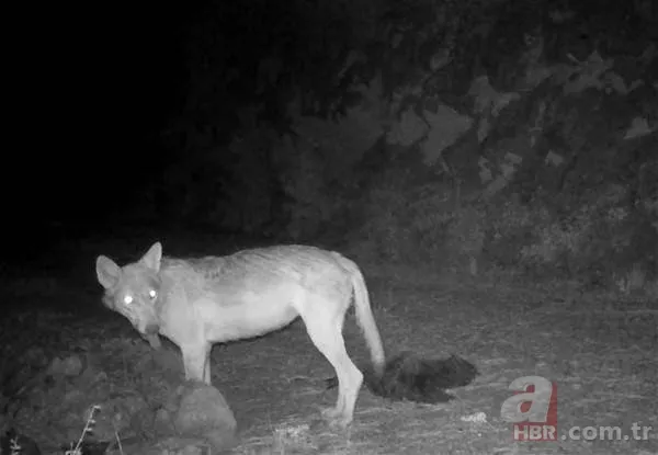 Dünyada ve Türkiye'de bir ilk! Aynı bölgede görüldüler 24