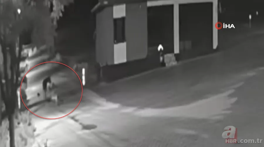 Kurt sürüsü sokak ortasında saldırıp paramparça etti! İşte korkunç anlar 10