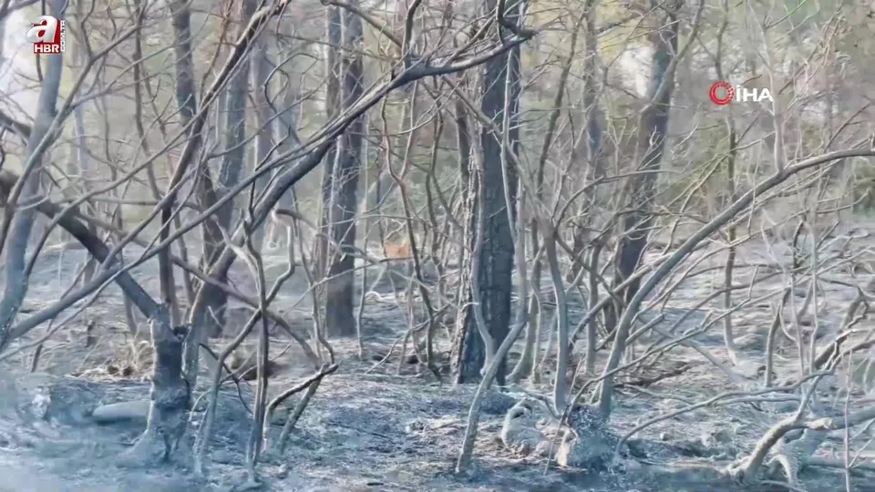 Yangından kaçan karaca böyle görüntülendi