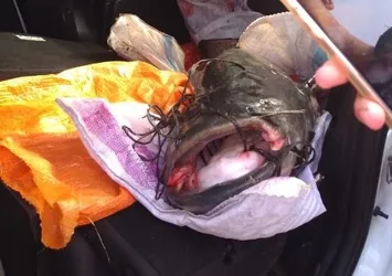 Onlarca kilo ağırlığında! Oltayla böyle yakaladılar