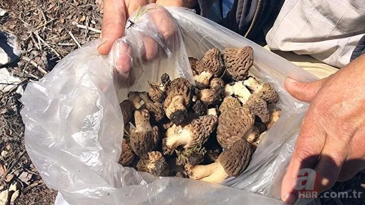 Bayram tatilini fırsat bilip ormana akın ettiler! Kilosu 500 liradan alıcı buluyor 16