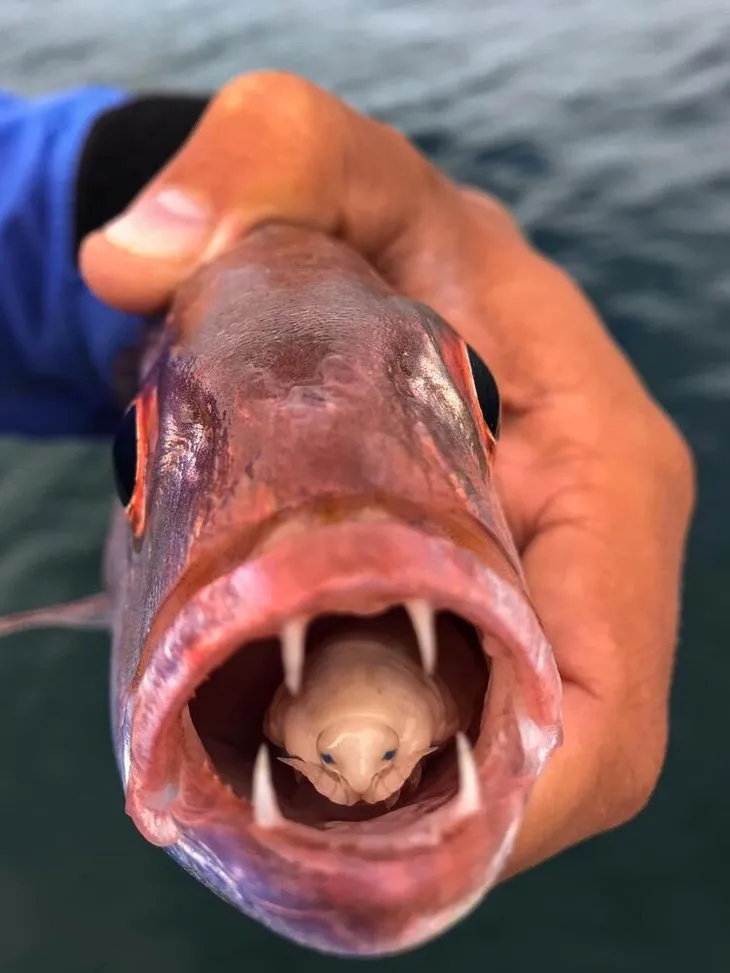 Balığın ağzından bakın ne çıktı! Olta ile yakaladı gözlerine inanamadı